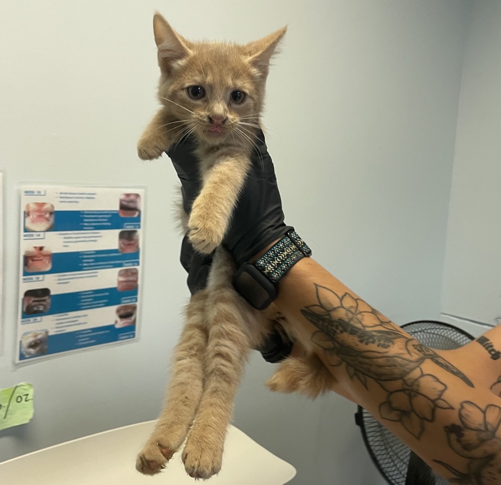 Shelter Stray Female Cat last seen Abandoned on SDHS Campus, San Diego, CA, 92110, 5500 Gaines St, San Diego, CA 92110, USA
