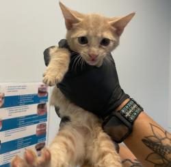 Shelter Stray Male Cat last seen Abandoned on SDHS Campus, San Diego, CA, 92110, 5500 Gaines St, San Diego, CA 92110, USA