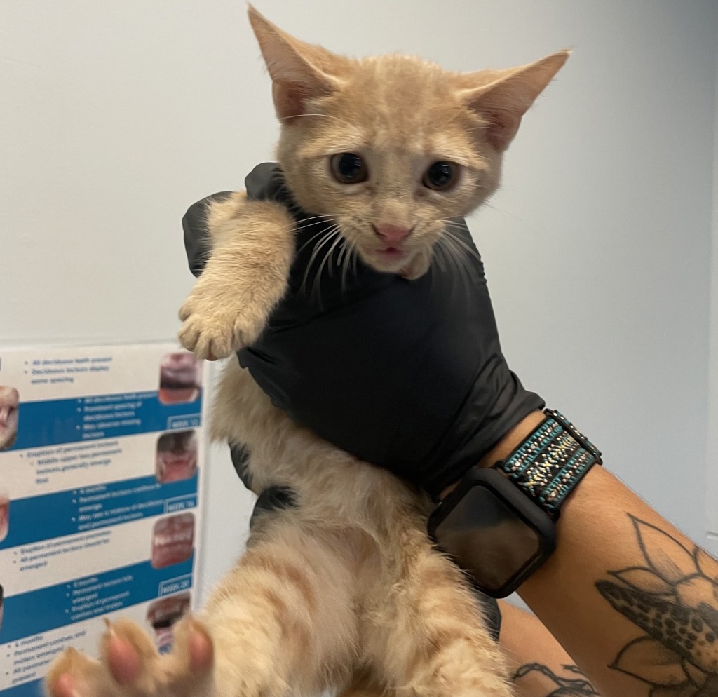Shelter Stray Male Cat last seen Abandoned on SDHS Campus, San Diego, CA, 92110, 5500 Gaines St, San Diego, CA 92110, USA