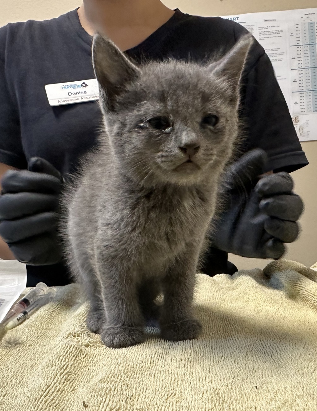 Shelter Stray Female Cat last seen Goodwin Drive, Vista, CA, 92084, Oceanside, CA 92058, USA