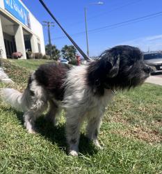 Shelter Stray Male Dog last seen Near 22nd, San Diego, CA, 92102, 5500 Gaines St, San Diego, CA 92110, USA