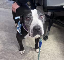 Shelter Stray Male Dog last seen Oceanviw Boulevard, San Diego, CA, 92113, 5500 Gaines St, San Diego, CA 92110, USA