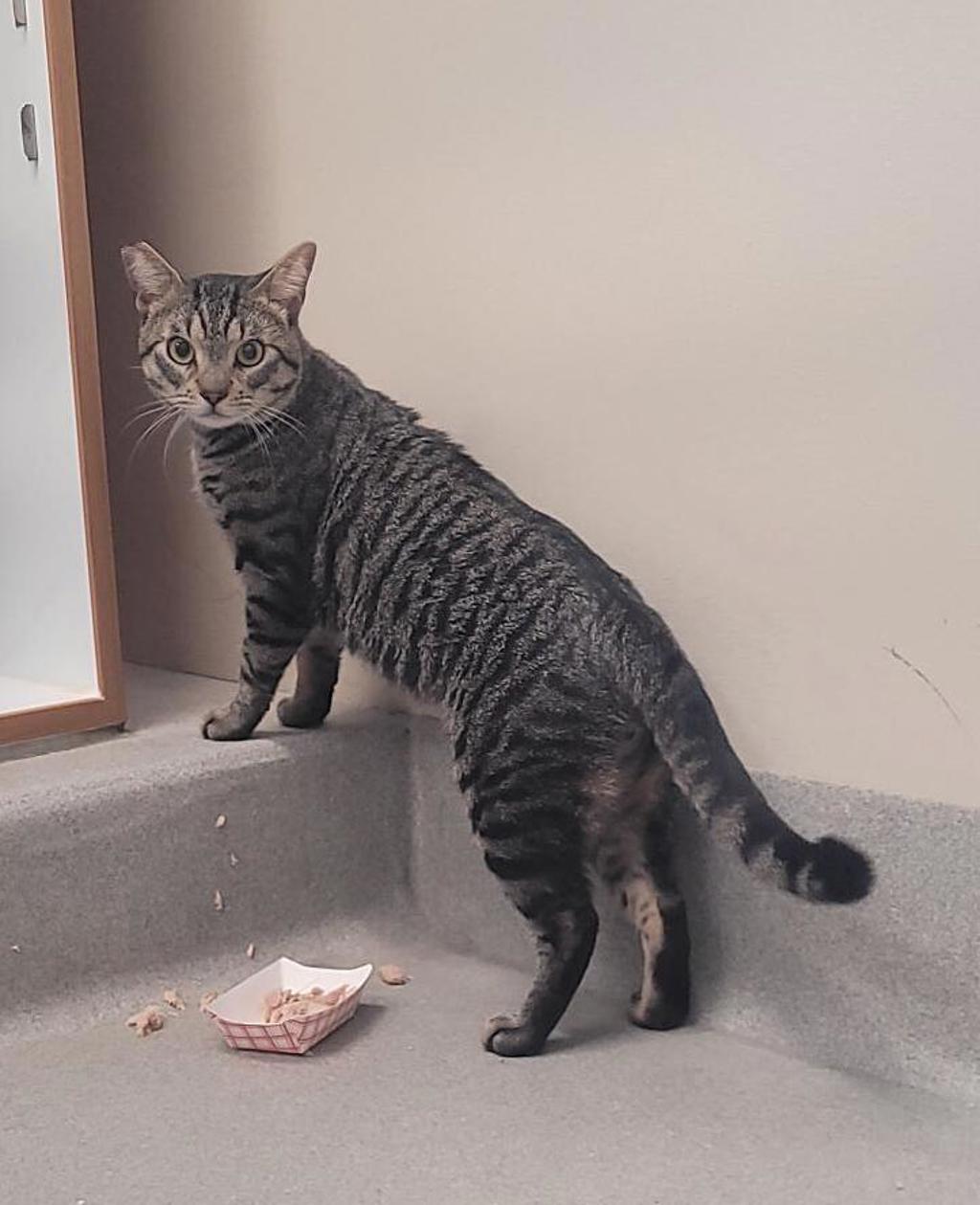 Shelter Stray Male Cat last seen Near Petree Street, El Cajon, CA, 92020, El Cajon, CA 92020, USA
