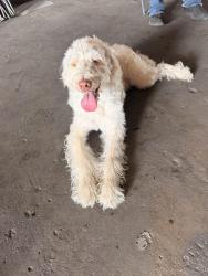 Found/Stray Female Dog last seen S Post Oak Rd and Main St, Houston, TX 77045