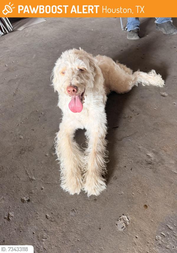 Found/Stray Female Dog last seen S Post Oak Rd and Main St, Houston, TX 77045