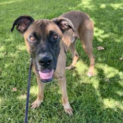 Shelter Stray Male Dog last seen Benet Road, Oceanside, CA, 92058, Oceanside, CA 92058, USA