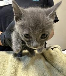 Shelter Stray Female Cat last seen Goodwin Drive, Vista, CA, 92084, Oceanside, CA 92058, USA