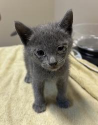 Shelter Stray Male Cat last seen Goodwin Drive, Vista, CA, 92084, Oceanside, CA 92058, USA