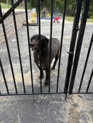 Reunited Male Dog last seen Near Westernmill Drive, Chesterfield, MO 63017