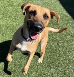 Shelter Stray Female Dog last seen Near Millar Avenue, El Cajon, CA, 92020, El Cajon, CA 92020, USA