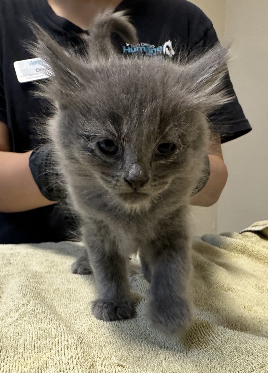Shelter Stray Female Cat last seen Goodwin Drive, Vista, CA, 92084, Oceanside, CA 92058, USA