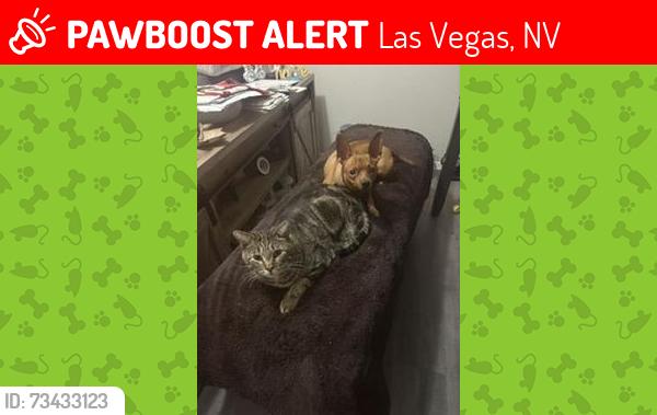 Lost Male Cat last seen Tropicana & Mountain Vista, Las Vegas, NV 89121
