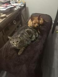 Lost Male Cat last seen Tropicana & Mountain Vista, Las Vegas, NV 89121