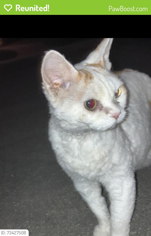 Reunited Unknown Cat last seen El Rancho/Moreno, Camarillo, CA 93010