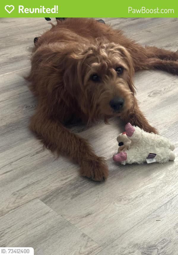 Reunited Female Dog last seen Eleanor Ave, Sacramento, CA 95815