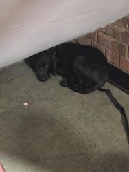 Found/Stray Unknown Dog last seen Found by garages at 123 Bedford hill, Greater London, England SW12 9HE