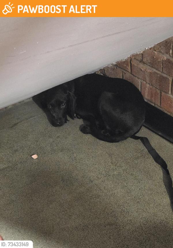 Found/Stray Unknown Dog last seen Found by garages at 123 Bedford hill, Greater London, England SW12 9HE