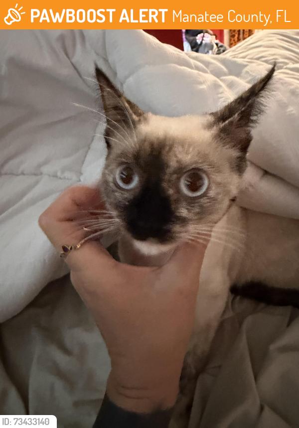 Found/Stray Female Cat last seen Behind trade winds trailer park, Manatee County, FL 34203