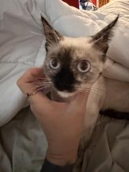 Found/Stray Female Cat last seen Behind trade winds trailer park, Manatee County, FL 34203