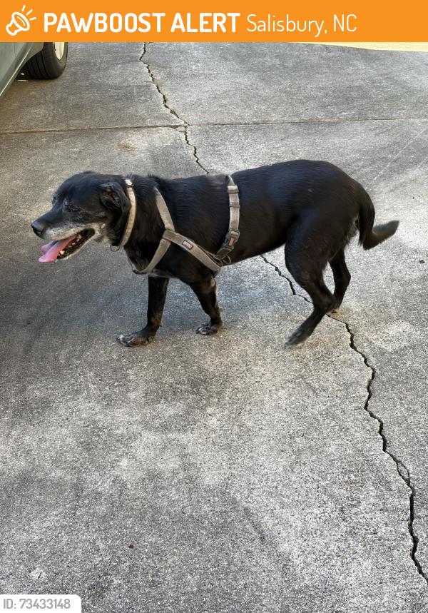 Found/Stray Female Dog last seen Culdasac of Hampshire dr, Salisbury, NC 28146