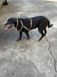 Found/Stray Female Dog last seen Culdasac of Hampshire dr, Salisbury, NC 28146