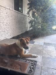Found/Stray Male Dog last seen Blanco, Castle Hills, TX 78213