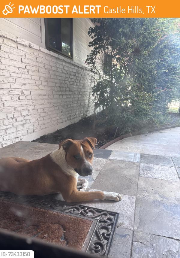 Found/Stray Male Dog last seen Blanco, Castle Hills, TX 78213