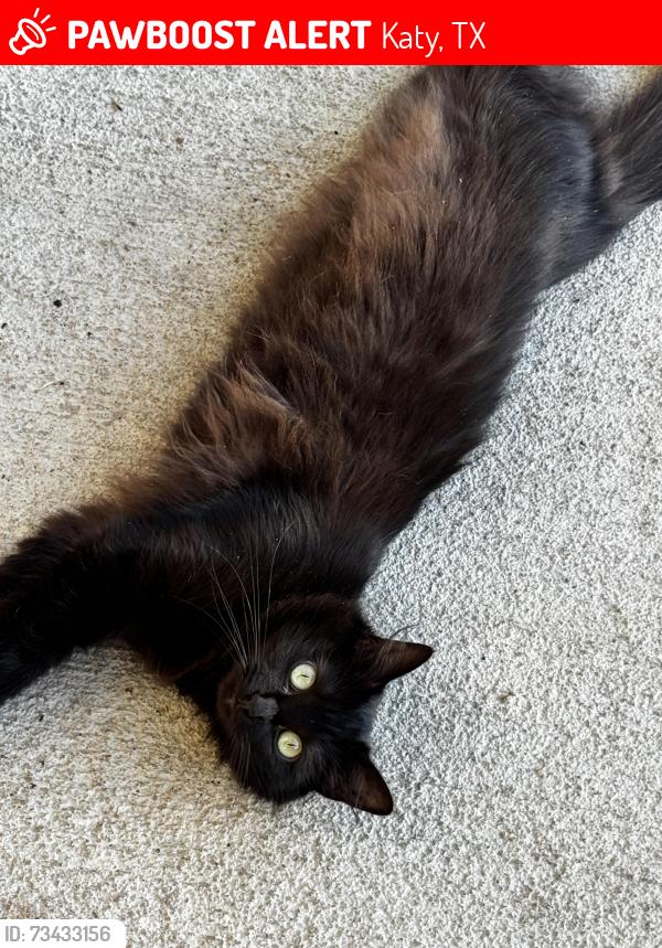 Lost Female Cat last seen Covey Homes Ventana, Katy, TX 77493