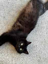Lost Female Cat last seen Covey Homes Ventana, Katy, TX 77493