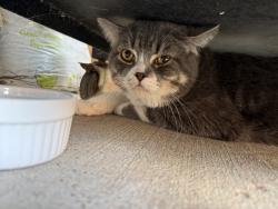 Found/Stray Male Cat last seen Telge lake trail, Houston, TX 77429