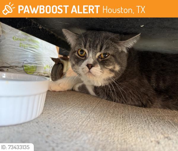 Found/Stray Male Cat last seen Telge lake trail, Houston, TX 77429
