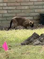 Found/Stray Unknown Cat last seen Waynesboro Drive, Houston, TX 77035