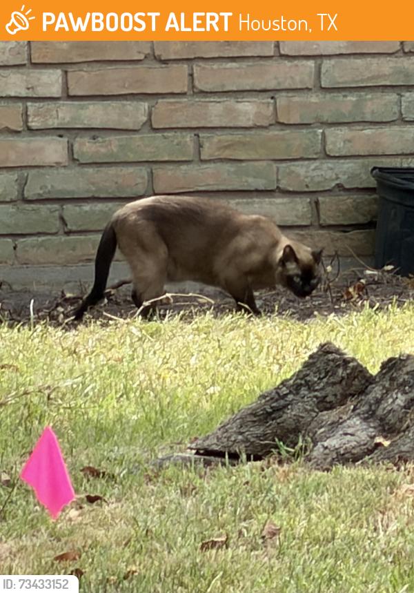 Found/Stray Unknown Cat last seen Waynesboro Drive, Houston, TX 77035
