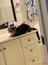 Reunited Female Cat last seen Starlight ranch community, Orlando, FL 32822