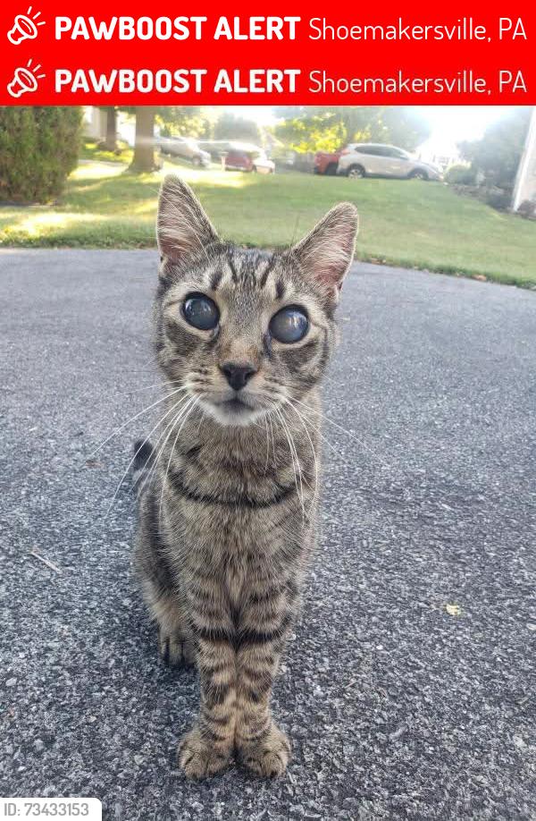 Lost Male Cat last seen Washington/Lincoln St, Shoemakersville, PA 19555