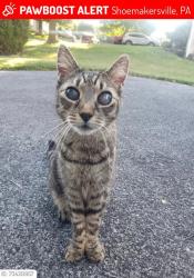 Lost Male Cat last seen Washington/Lincoln St, Shoemakersville, PA 19555