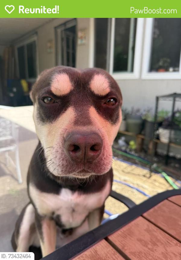 Reunited Male Dog last seen Coloma Rd and Malaga Way, Rancho Cordova, CA 95670