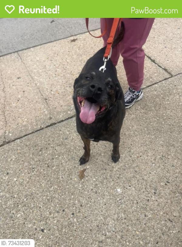 Reunited Male Dog last seen Main st, Kings Park, NY 11754