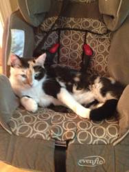 Lost Female Cat last seen Elvan Ave and Murray Hill, Atlanta, GA 30317