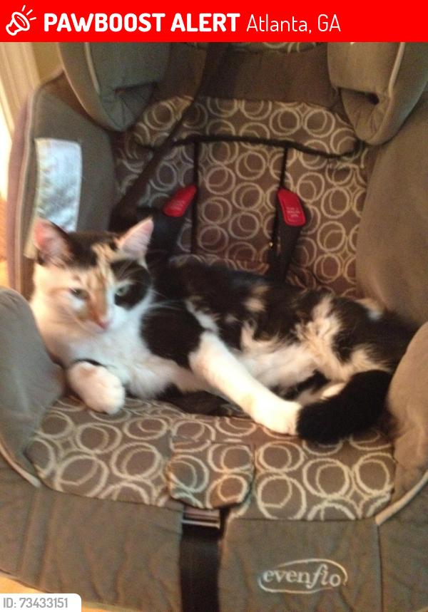 Lost Female Cat last seen Elvan Ave and Murray Hill, Atlanta, GA 30317