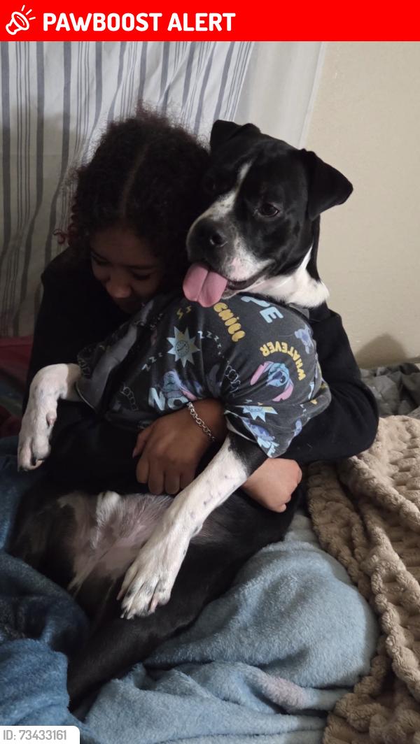 Lost Male Dog last seen Fire department, West Palm Beach, FL 33409