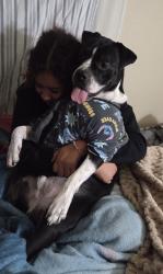 Lost Male Dog last seen Fire department, West Palm Beach, FL 33409