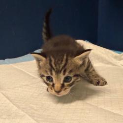 Shelter Stray Male Cat last seen , Animal Care & Control Team of Philly, 111 W Hunting Park Ave, Philadelphia, PA 19140, USA
