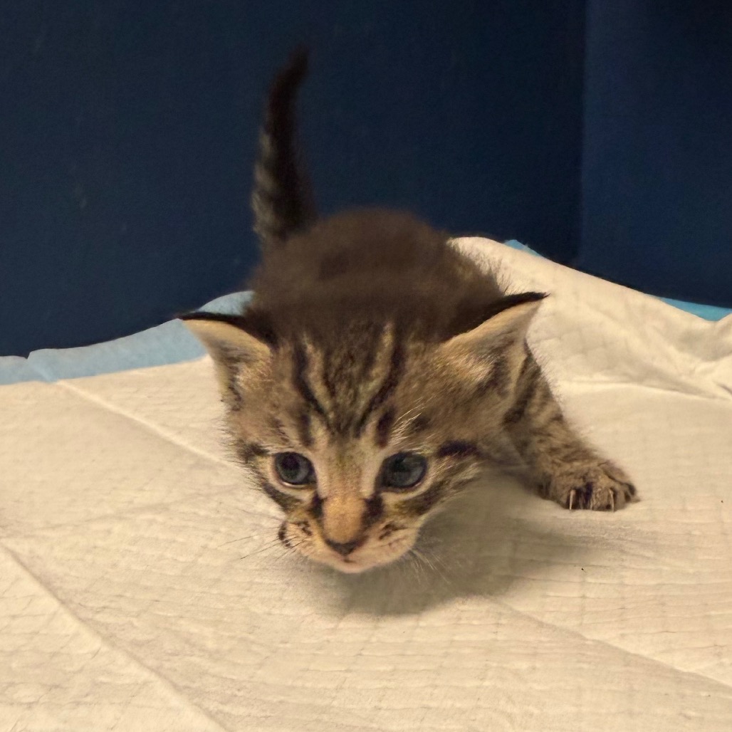 Shelter Stray Male Cat last seen , Animal Care & Control Team of Philly, 111 W Hunting Park Ave, Philadelphia, PA 19140, USA