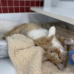 Shelter Stray Female Cat last seen , Animal Care & Control Team of Philly, 111 W Hunting Park Ave, Philadelphia, PA 19140, USA