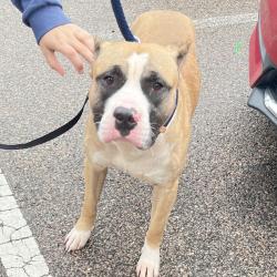Shelter Stray Male Dog last seen , Animal Care & Control Team of Philly, 111 W Hunting Park Ave, Philadelphia, PA 19140, USA