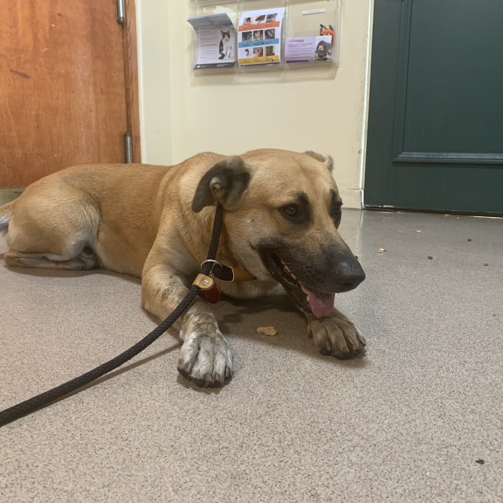 Shelter Stray Male Dog last seen , 361 S Raymond Ave, Pasadena, CA 91105, USA