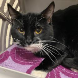 Shelter Stray Male Cat last seen , 2350 Appling City Cove, Memphis, TN 38133, USA