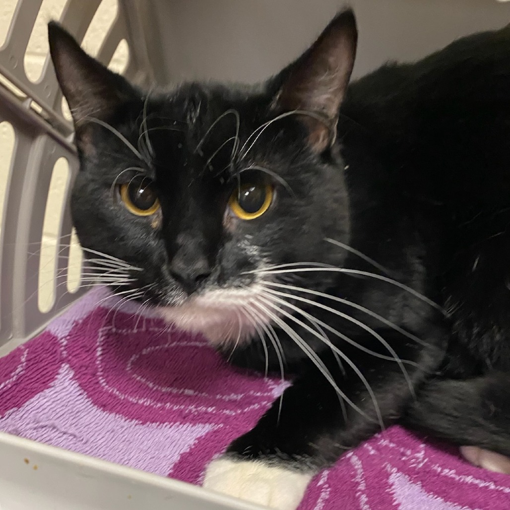 Shelter Stray Male Cat last seen , 2350 Appling City Cove, Memphis, TN 38133, USA