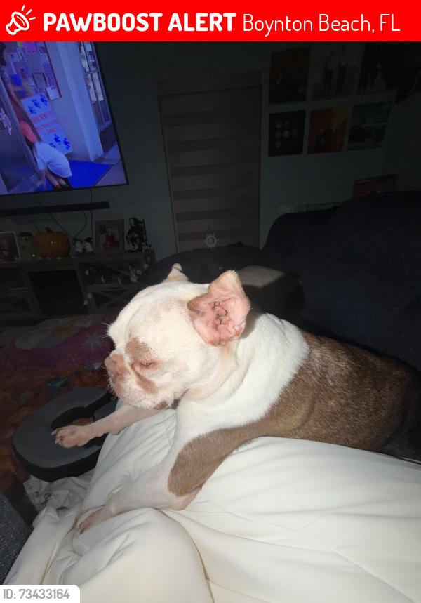 Lost Male Dog last seen Sw 7th Ave, Boynton Beach, FL 33435